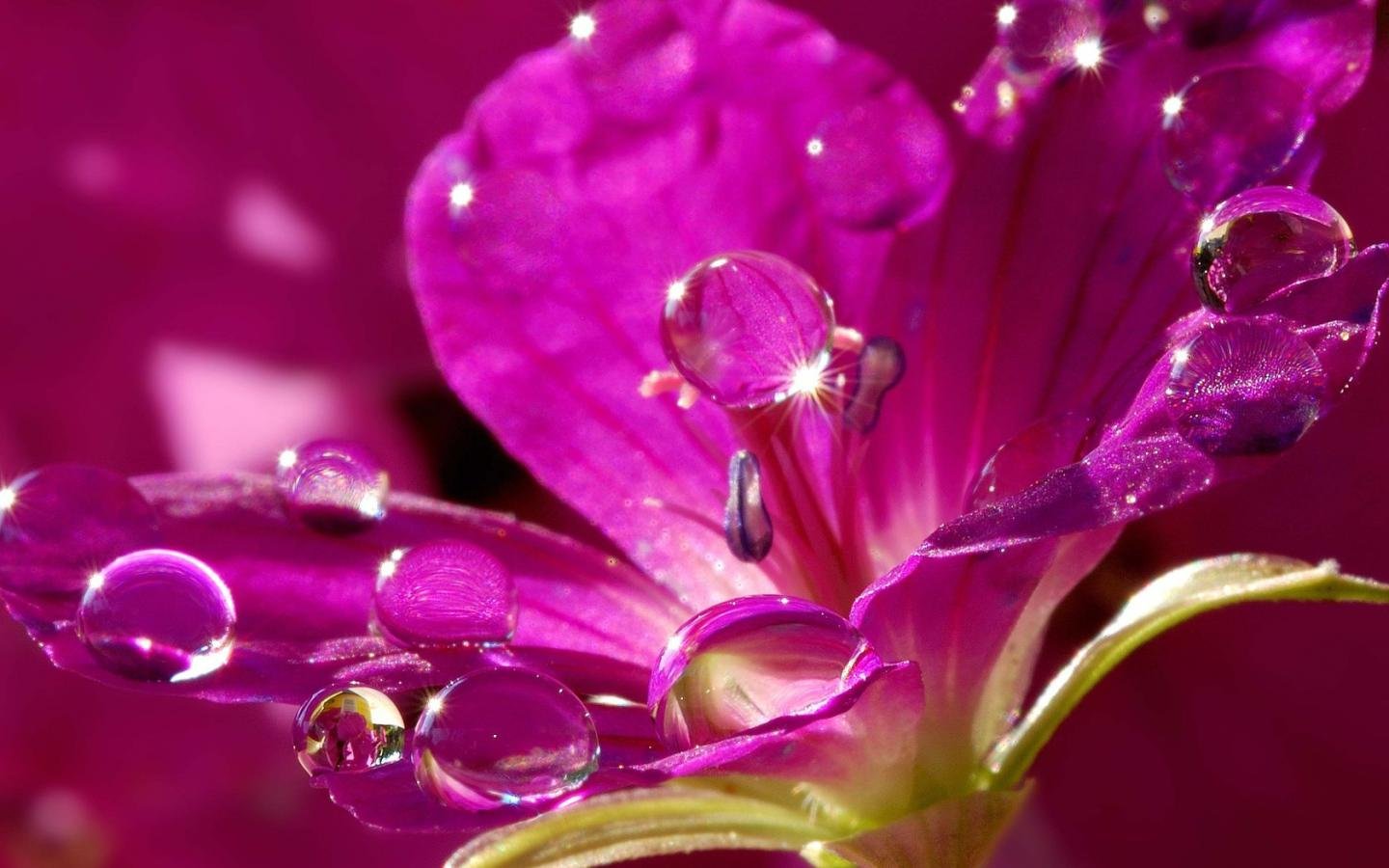 Pink flower Water drop image download