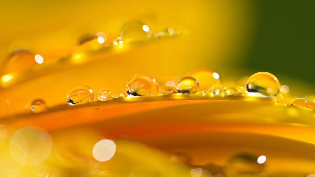 Download Yellow Water drops Wallpaper