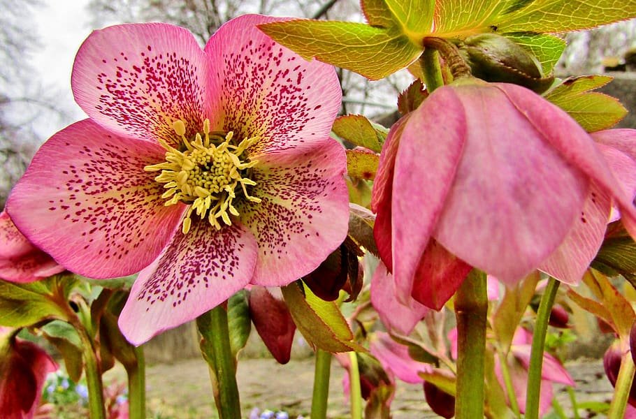 beautiful flowers image