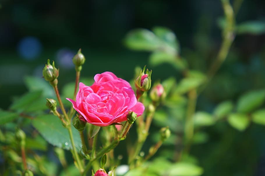 flower nature plant image